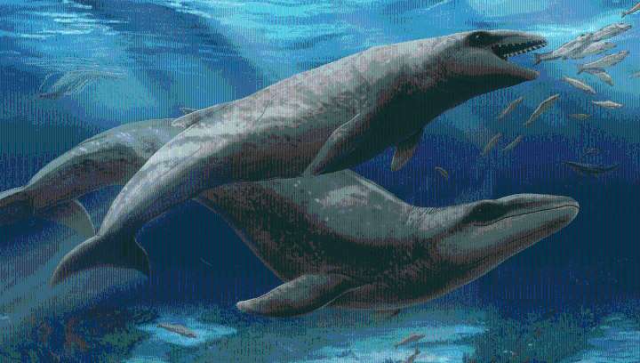 New 26-Million-Year-Old Whale Species Discovered In Australia Was "Deceptively Cute"