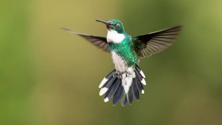 Why Hummingbirds Love Cardinal Flowers
