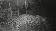 Confirman presencia de jaguar por la cuenca baja del río Bogotá: piden no cazarlo