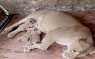 Nacen tres leoncitos en el Zoológico de Mérida