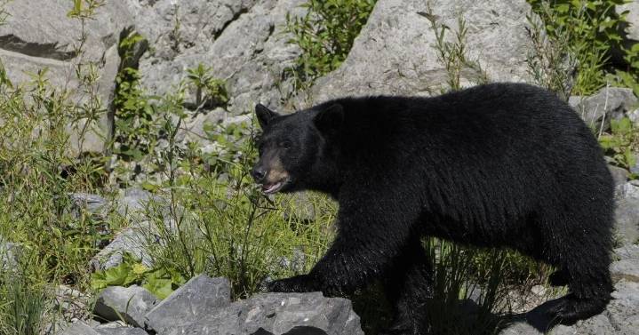 Black bear raiding tents in Bighorn Canyon NRA killed