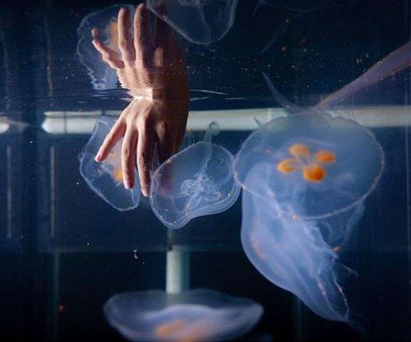 'Cyborg jellyfish' could aid in deep-sea research, inspire next