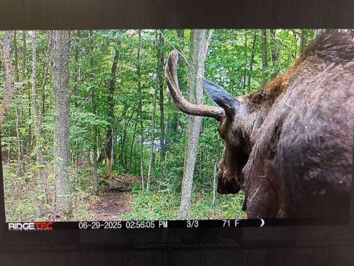 Tupper Lake forest trail reopens following sick moose presence