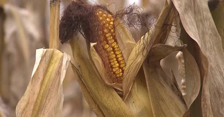RAW: FILE: CORN FARMERS FEAR DISEASE/HEAT AMID RECORD CROP
