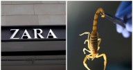 Woman, 20, Stung by Scorpion in Zara Changing Room