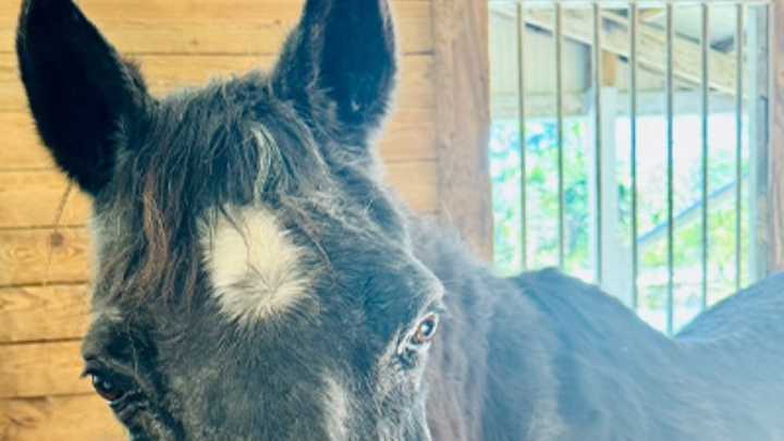 "Mokie", un caballo "con 115 años"