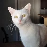 HCH Pet of the Week: Robin