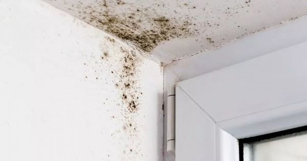 Sin lavandina ni bicarbonato: cómo sacar las manchas de humedad de la pared para siempre