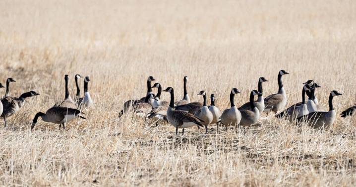 Early Canada Goose Dates Set
