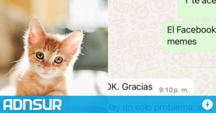 22:22 Quiso adoptar una gata bebé, charló con la dueña y se lo negó por su ideología política: "hay un solo problema..."