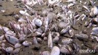 Submersible finds creatures thriving 31,000 feet under sea