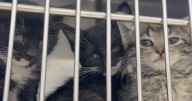 Animal advocates increase pressure to expand funding and resources for Bell County animal shelter