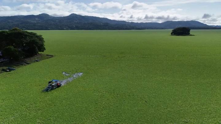 Planta acuática cubre y asfixia el lago más grande de El Salvador