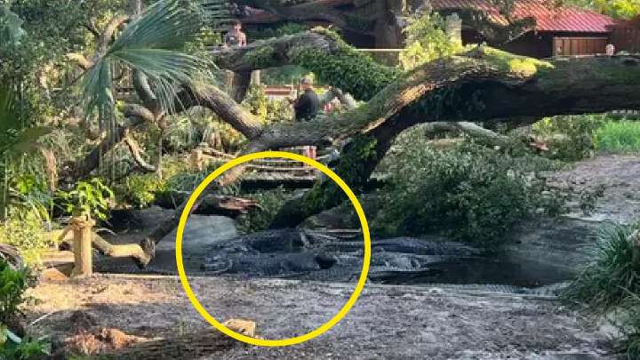 Florida reptiles escape injuries from falling tree at nation's oldest alligator farm