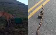 Avistamientos de fauna silvestre en Magdalena Medio y La Ceja sorprenden a la comunidad
