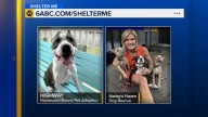 Shelter Me: Four times the love! These shelter pups from Harley's Haven and Homeward Bound are looking for their forever homes