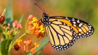 The Milkweed Mistake That Could Cost You Monarch Butterfly Visitors In The Garden