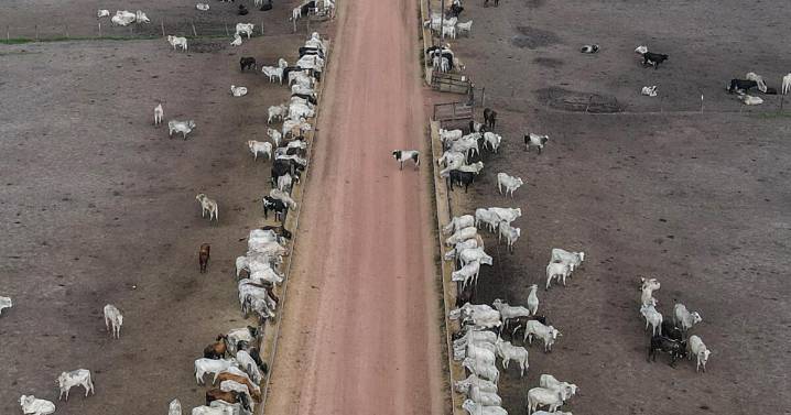La ganadería sostenible podría frenar las emisiones de metano en Brasil, según ecologistas