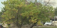 Mayor Linda Moore encourages the Quincy Tree Commission to be mindful of planting locations