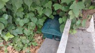 Un experto sobre la plaga de ratas en Zaragoza: "Hay más incidencia en las ciudades con río"