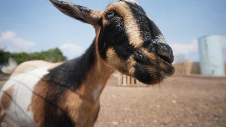 Dairy goat webinar series continues this fall