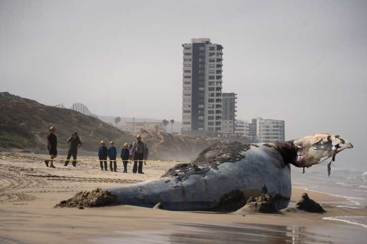 Excavan fosa para sepultar a ballena hallada muerta en Playas de Tijuana