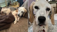 Senior Beagle In California Finally Sees His Life Begin After Years of Cruelty