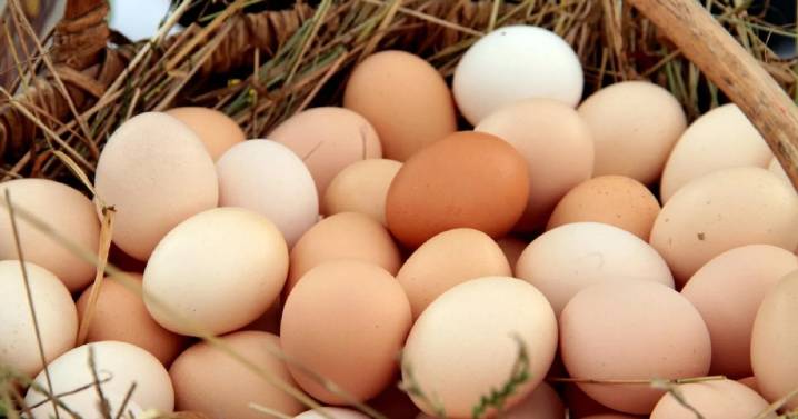 ¿Cuántos huevos se consumen en Argentina per cápita? El récord histórico que se registró en 2025 