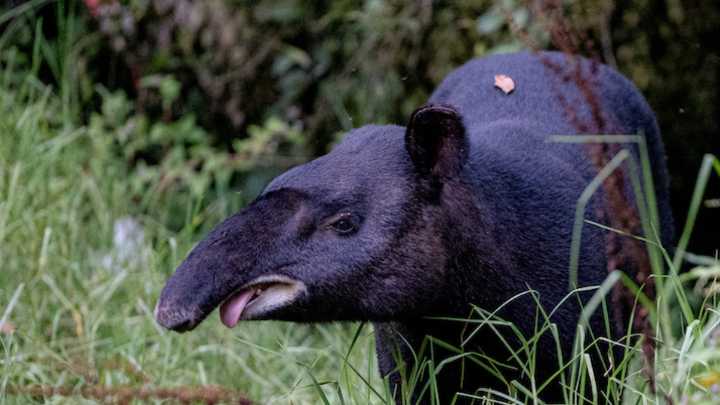 La Danta de Montaña, nuestra gran arquitecta de los bosques, continúa siendo estudiada por la autoridad ambiental de Risaralda: CARDER