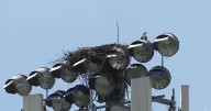 Ospreys nesting on stadium light pole disrupts Minnesota high school's fall sports season