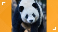 National Zoo throws beary fun 4th birthday party for Bao Li