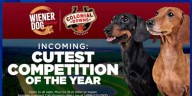 Wiener Dog races coming to Colonial Downs