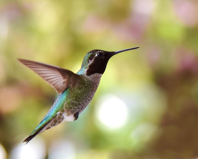 Greg Butler to speak at the Lake Forest Park Garden Club September 9, 2025