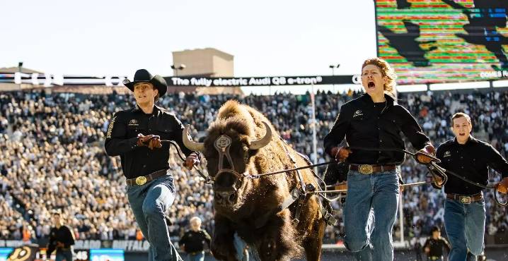Who's Replacing Ralphie? CU's Iconic Live Animal Mascot Retires.