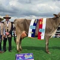 Dairy Cattle Judge Ready for New Role at All