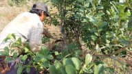 Realizarán concurso de cosecha de yerba mate