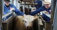The US plans to build a $750M fly factory in Texas to stop a flesh