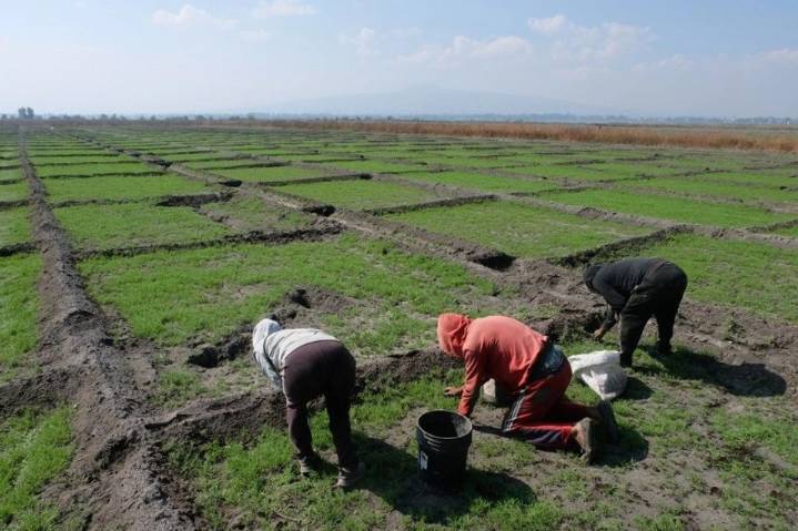 Integrar IA y tecnología emergente a la agricultura, piden especialistas
