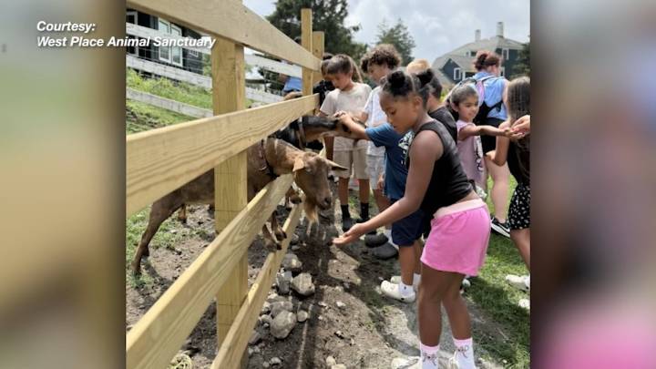 Community center campers to donate collected supplies to Tiverton animal sanctuary