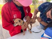 Avanza cobertura de esterilizaciones gratuitas y de vacunación antirrábica por parte...