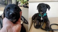 Family From California Must Give Up Puppy After Losing Home In Wildfire
