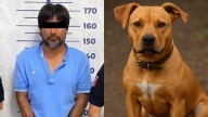 Perrita Kia fue asesinada al defender a su dueña de un ataque en Puebla; detienen al agresor