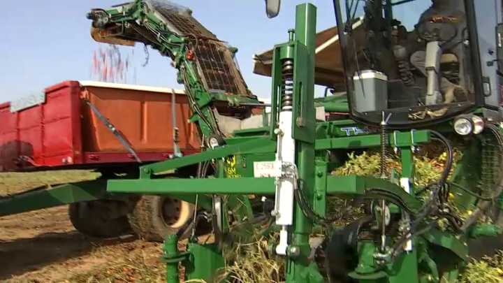 Avanza la campaña del tomate marcada por la reducción de la producción