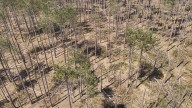 Despite $40M in damage, ice storm presents opportunity for Michigan foresters