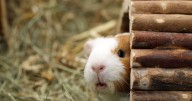 Prisoners volunteering with animals accused of 'concerning' act with guinea pigs