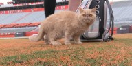 Meet Pudge, BGSU Football’s locker room cat