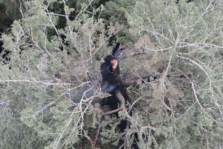 One Of The World's Tallest Trees Is On Fire in Oregon
