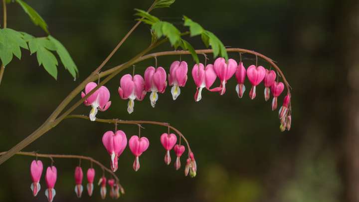 The Underrated Companion Ground Cover That Looks Gorgeous Next To Bleeding Hearts