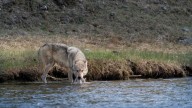Colorado Wildlife Agents Target Sheep-Killing Wolf That Might Be From Wyoming