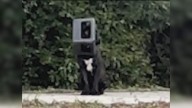 Dog In Alabama Rescued After Spending A Year With Plastic Container Stuck On Head